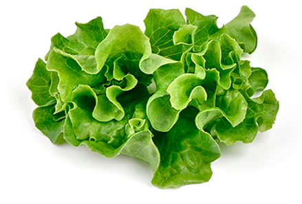lechuga-conocenos lechuga-conocenos